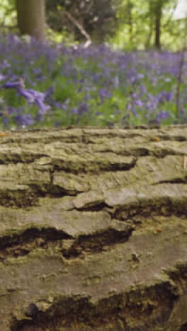 Vertikale-Video-Glockenblumen,-Die-Im-Vereinigten-Königreich-Wachsen,-Wald,-Umgestürzter-Baum-Im-Vordergrund-1